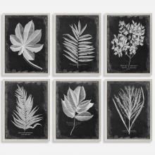  33671 - Uttermost Foliage Framed Prints, S/6