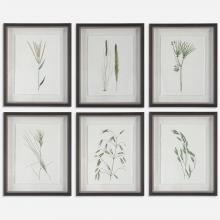  41459 - Uttermost Forest Finds Framed Prints, S/6